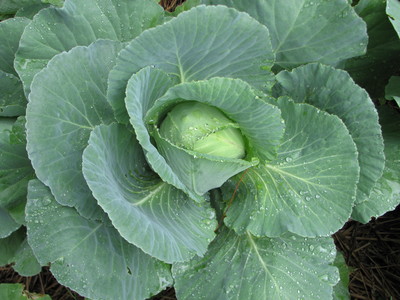 20090705_garden cabbage_1.JPG